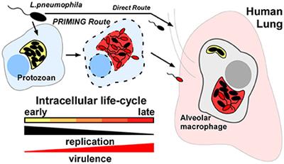 Identification of Conserved ABC Importers Necessary for Intracellular Survival of Legionella pneumophila in Multiple Hosts